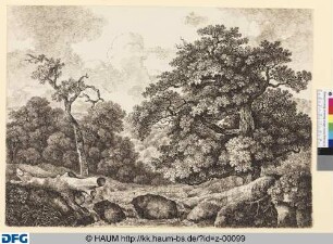 Waldlandschaft mit Bach im Vordergrund