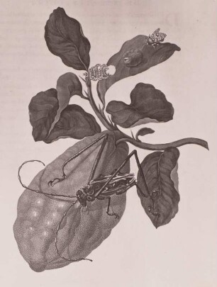 Maria Sibylla Merian (1647-1717). "Citroenen", aus: Metamorphosis Insectorum Surinamensium (Das Insektenbuch), SLUB S.B.3088 (Zool. 145)