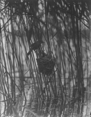 Drosselrohrsänger : Drosselrohrsänger (Acrocephalus arundinaceus) am Nest.