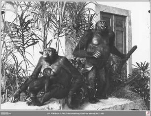Senckenbergmuseum: ausgestopftes Gorillapaar