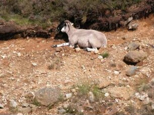 Bergschaf im schottischen Hochland nahe Breamar