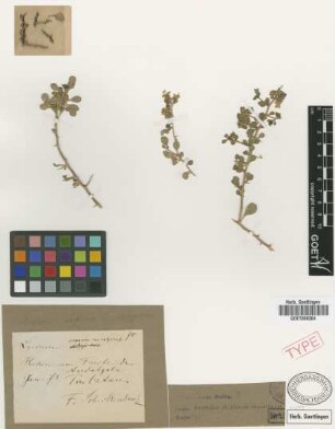 Lycium scoparium Miers var. calycinum Griseb.[syntype]