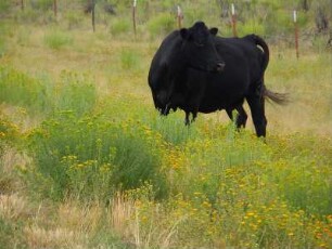 Schwarze Kuh in der Landschaft : Schwarze Kuh steht auf einer Wiese am Highway US 12, aufgenommen am 17. August 2012