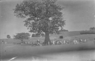 Menschenansammlung : Menschenansammlung unter einem Baum vermutlich aus einem Fahrzeug aufgenommen.
