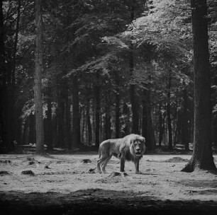 Archivfotografie "motive_tiere_zoo_loewen_20757neg"