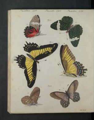 Tafel: Insekten LXV. [...]