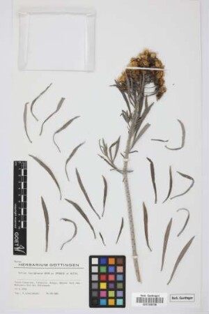 Echium leucophaeum Webb ex Sprague & Hutchinson