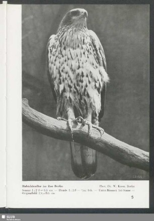 Habichtsadler im Zoo Berlin