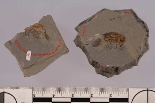 Rüsselkäfer (Curculionidae)
