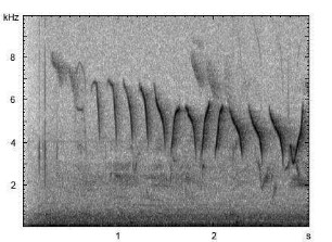 Fitis | Phylloscopus trochilus - atypischer Gesang