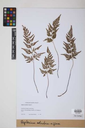 Asplenium adiantum-nigrum L.