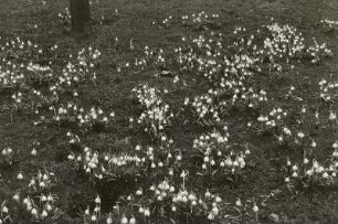 Frühlingsknotenblume (Leucojum vernum), auch Märzenbecher, Märzbecher, Märzglöckchen oder Großes Schneeglöckchen genannt, im Polenztal