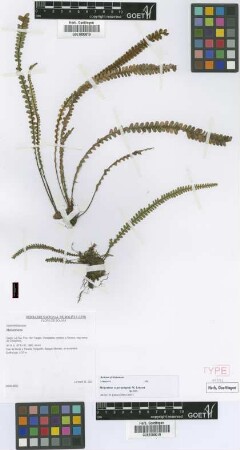 Melpomene caput-gorgonis Lehnert [paratype]