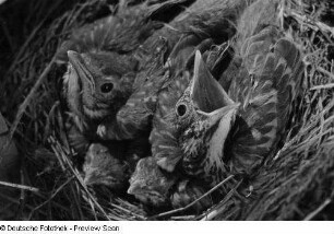 Jungvögel im Nest