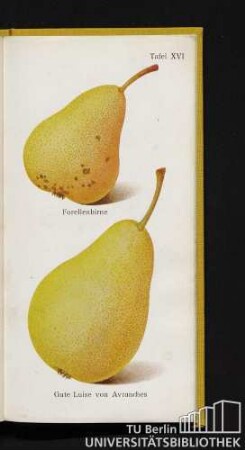 Tafel XVI. Forellenbirne und Gute Luise von Avranches.