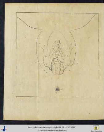 Tabula VIII.