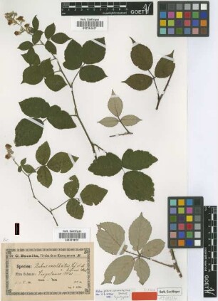 Rubus parviserrulatus Sudre [syntype]