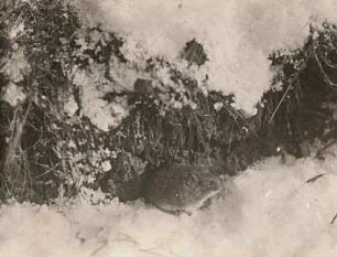 Erdmaus (Microtus agrestis L.) im Schnee