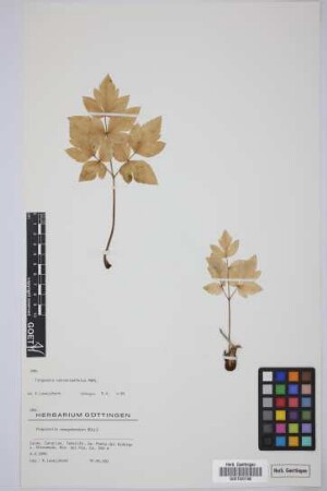 Pimpinella anagodendron Bolle