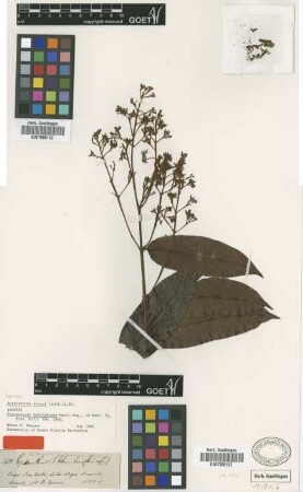 Forsteronia benthamiana Muell.Arg. [isotype]