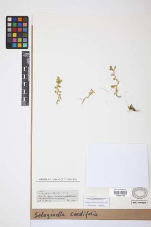 Selaginella cordifolia (Desv. ex Poir.) Spring