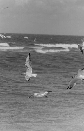Möwen im Flug