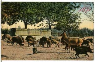 Moritzburg. Fütterung der Wildschweine