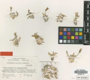 Taraxacum mirabile Wagenitz [isotype]