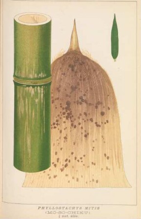 Phyllostachys mitis