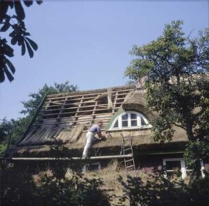 Prerow. Fachleute beim Verlegen von Reet als Dachdeckung