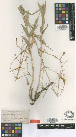 Silene caesarea Boiss. & Bal. [type]