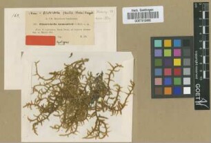 Pilotrichella araucarieti Müll.Hal. nom. illeg. [syntype]