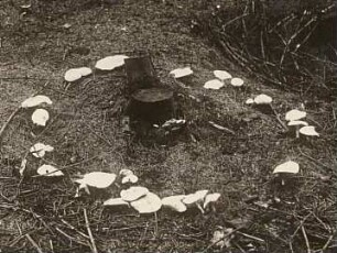 Europa. Gefleckte Rosasporrübling oder Gefleckter Rübling (Rhodocollybia maculata, syn. Collybia maculata)