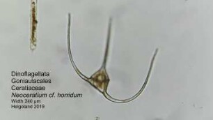 Neoceratium cf. horridum 3 Helgoland 2019