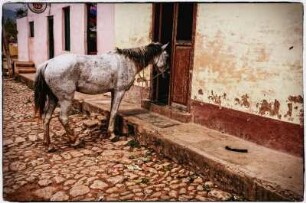 Durstiges Pferd vor Bar, Trinidad