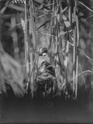 Kuckuck : Teichrohrsänger (Acrocephalus scirpaceus Hermann) nimmt Kot von Kuckuck (Cuculus canorus Linnaeus) zur Entsorgung auf.