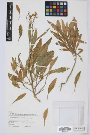 Sinapidendron angustifolium (DC.) Lowe