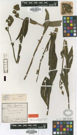 Hieracium frigidum Wedd. var. Griseb. elatius[type]