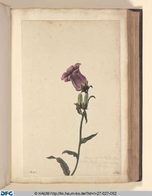 Campanula hortensis, flore et folio ablongo. S. Viola Mariana Dodonaei.