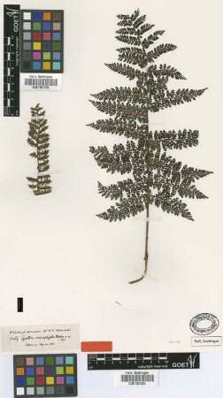 Cyathea microphylla Mett. [type]