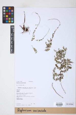 Asplenium uniseriale Raddi