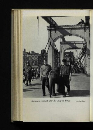 Murugan spaziert über die Magere Brug