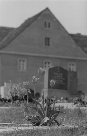 Blühende Tulpen auf einem Grab