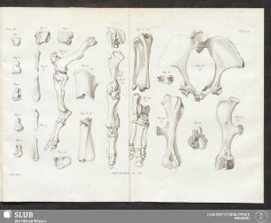 Rhinocéros Pl. XI