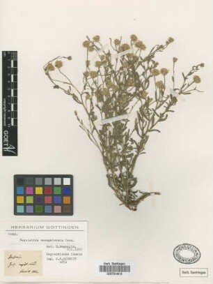 Pegolettia senegalensis Cass.