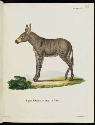 CCCXVI. A. Equus hybridus ex Asino et Zebra.