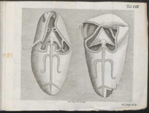 Tab. VIII. ad pag. 264