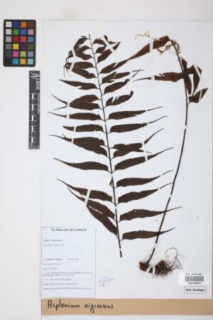 Asplenium nigrescens