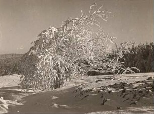 Osterzgebirge. Baum bei Rauhreif in Winterlandschaft bei Schellerhau