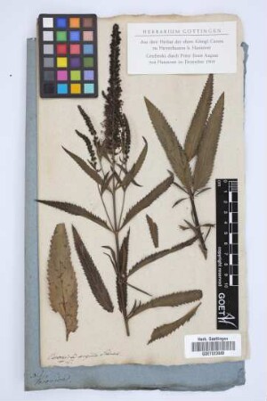 Veronica arguta Schrad.